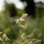 a bunch of flowers that are in the grass