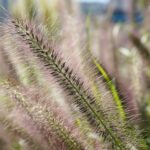 A close up of a plant with lots of purple flowers