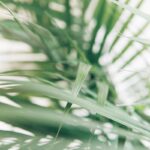 Link to FAQs