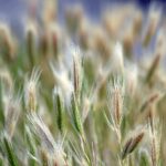 a close up of a bunch of tall grass
