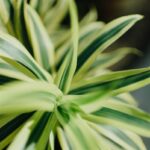 close up photography of green plant